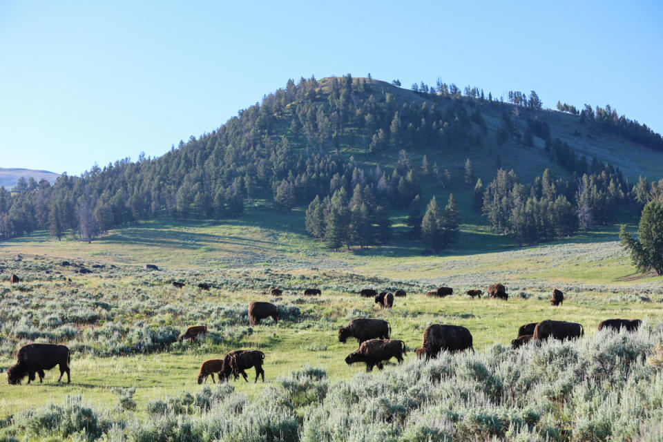 <p>Courtesy of 1000 Stories</p><p>Until recently, the only course of action for brucellosis-infected animals was euthanization, to prevent further spread among their herds, but Yellowstone recently opened a facility that allows for quarantine and treatment of affected bison, a process that can take up to three years. Once animals are effectively rid of brucellosis, working in partnership with the <a href="https://itbcbuffalonation.org/" rel="nofollow noopener" target="_blank" data-ylk="slk:Intertribal Buffalo Council;elm:context_link;itc:0;sec:content-canvas" class="link ">Intertribal Buffalo Council</a>, they are moved out of Yellowstone National Park, and repatriated to Native American tribal lands.</p><p>I was fortunate to witness the ribbon cutting ceremony for the <a href="https://www.yellowstone.org/bison-conservation/" rel="nofollow noopener" target="_blank" data-ylk="slk:Bison Transfer Facility;elm:context_link;itc:0;sec:content-canvas" class="link ">Bison Transfer Facility</a> this summer, where 1000 Stories was on hand to assist with the celebration. “<em>As an organization, 1000 Stories is challenging ourselves to foster those kinds of impacts</em>,” says Tran, also fitting for a brand named for the practice of telling stories, of which this one was an epic, in my opinion. To say that this moment was emotional and powerful would be an understatement of a bison-sized degree. “<em>Whatever we can do to make it right and make it better feels good</em>,” says Donoso. “<em>So I'm personally really glad to have found this partnership, which is a perfect fit for the brand</em>.”</p><p>Leaders from various Northwestern Native American tribes spoke in succession about the importance of bison to their very identities, frequently referring to them as their brothers and sisters, so intertwined are they in America’s history, and so important are the efforts of Yellowstone Forever, with financial support from 1000 Stories, to return them to where they belong. While the ribbon was cut by various leaders not only from these tribes, but also Yellowstone National Park and the Department of the Interior, I found myself moved to tears.</p>