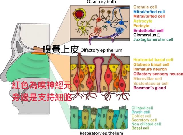 新冠病毒如何導致嗅覺或味覺異常？