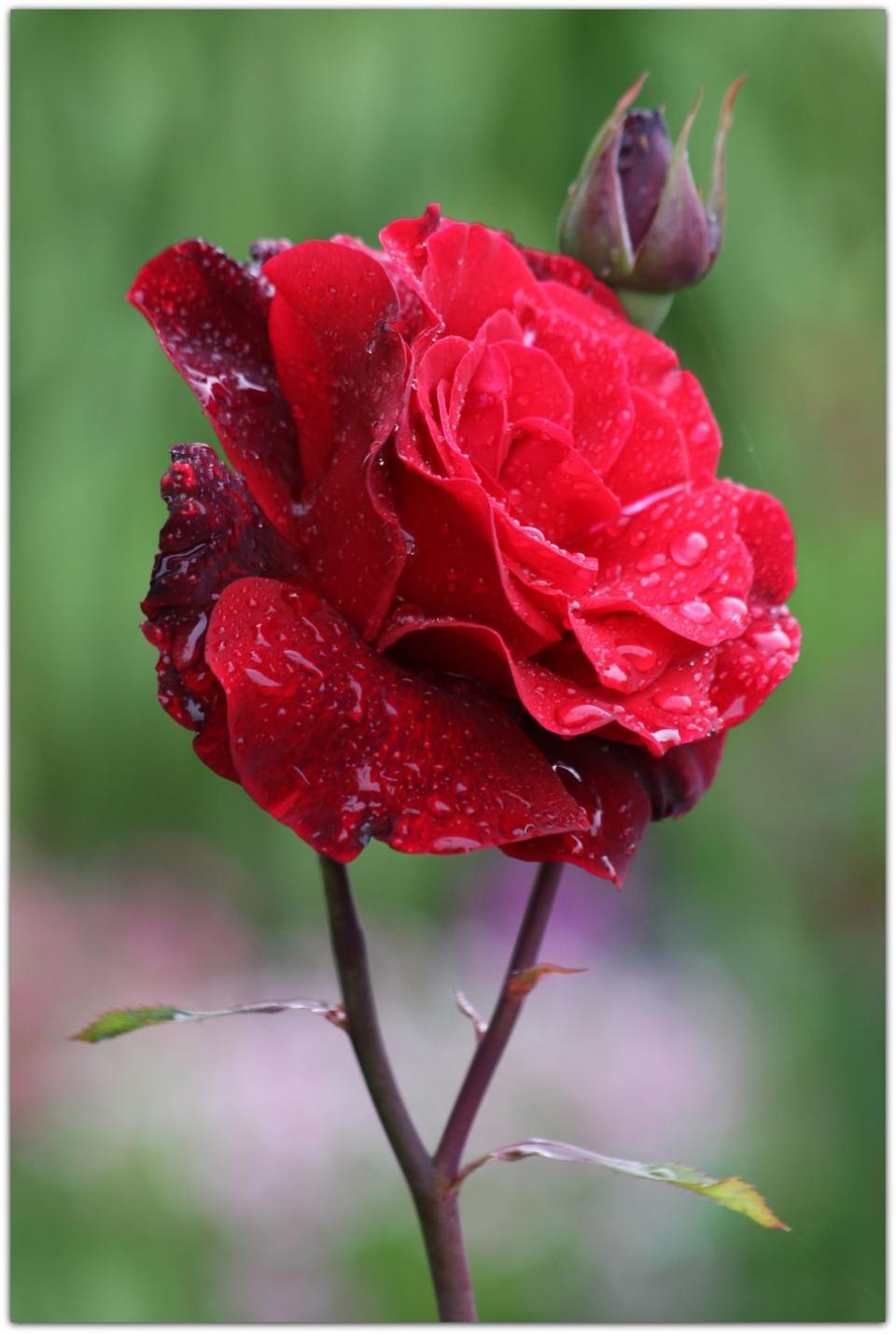 <p>A rose by any other name would smell (and look) as sweet.</p>