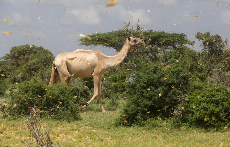 A camel walks through a swarm of desert locusts in a grazing land on the outskirt of Daynile district of Mogadishu