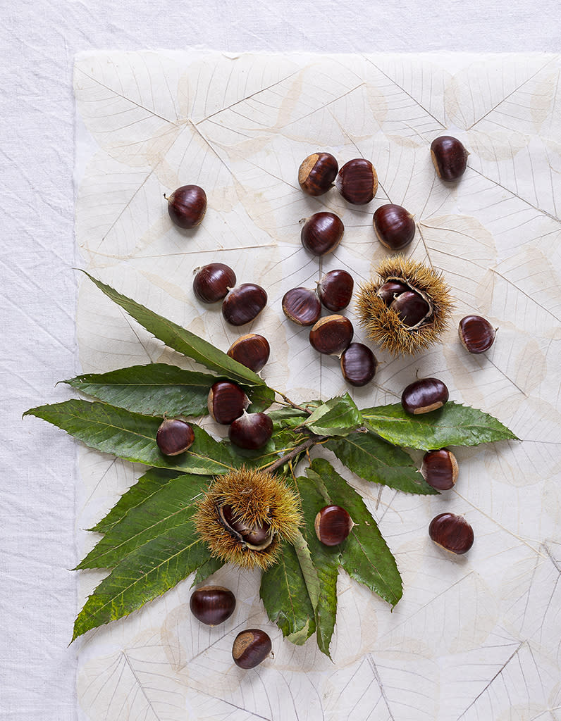 <p>Fruit du châtaignier, la châtaigne brune, ronde, légèrement aplatie au sommet pointu, est enfermée dans une bogue verte recouverte de fins piquants qui s’ouvre à maturité. Si ce fruit est calorique, on retient de lui ses bienfaits énergétiques, nourrissants et antianémiques. Côté cuisine, la châtaigne se prépare traditionnellement à la poêle ou au feu de cheminée mais aussi en purée, gratin ou soupe.</p><p>Découvrir la recette des <a href="https://www.elle.fr/Noel/Cuisine/Recettes-de-Noel/Monts-blancs-marron-et-chocolat-3385634" rel="nofollow noopener" target="_blank" data-ylk="slk:Monts-blancs marron et chocolat;elm:context_link;itc:0;sec:content-canvas" class="link ">Monts-blancs marron et chocolat</a></p><br>