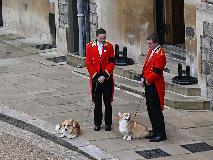 Perros de la reina Isabel II en su despedida en Windsor