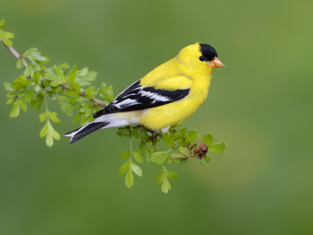 Every State's Official Bird