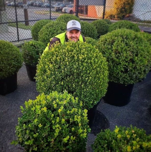 Jason grows and sells Buxus plants from a plot in Berry, NSW. Photo: Instagram/jasonhodgesandco.