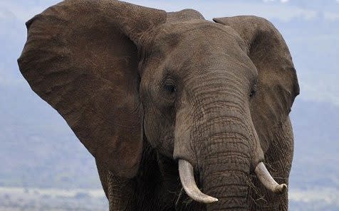 Elephant - Simon Maina/AFP 