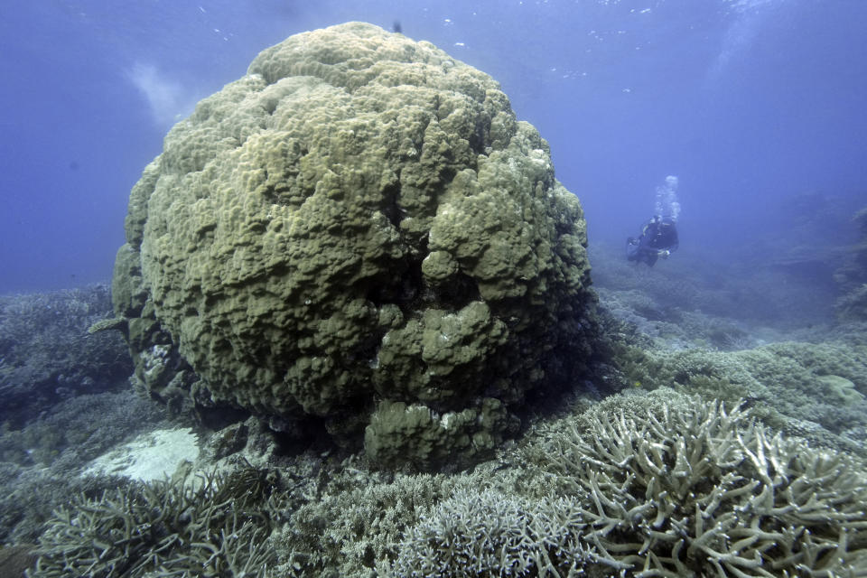 Tarquin Singleton, cultural officer at the Reef Cooperative, swims past a coral on Moore Reef in Gunggandji Sea Country off the coast of Queensland in eastern Australia on Nov. 13, 2022. Below the turquoise waters is an underwater rainbow jungle teeming with life that scientists say is showing some of the clearest signs yet of climate change alongside melting glaciers, raging wildfires, deep droughts, supercharged storms, mega floods, and species extinction. (AP Photo/Sam McNeil)