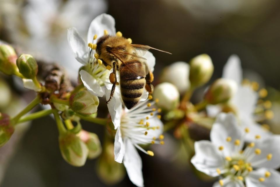 南投是熱門賞梅景點（Photo Credit: Capri23auto@pixabay.com, License CC0，圖片來源：https://pixabay.com/zh/photos/bee-honey-bee-insect-pollen-nectar-4931194/）