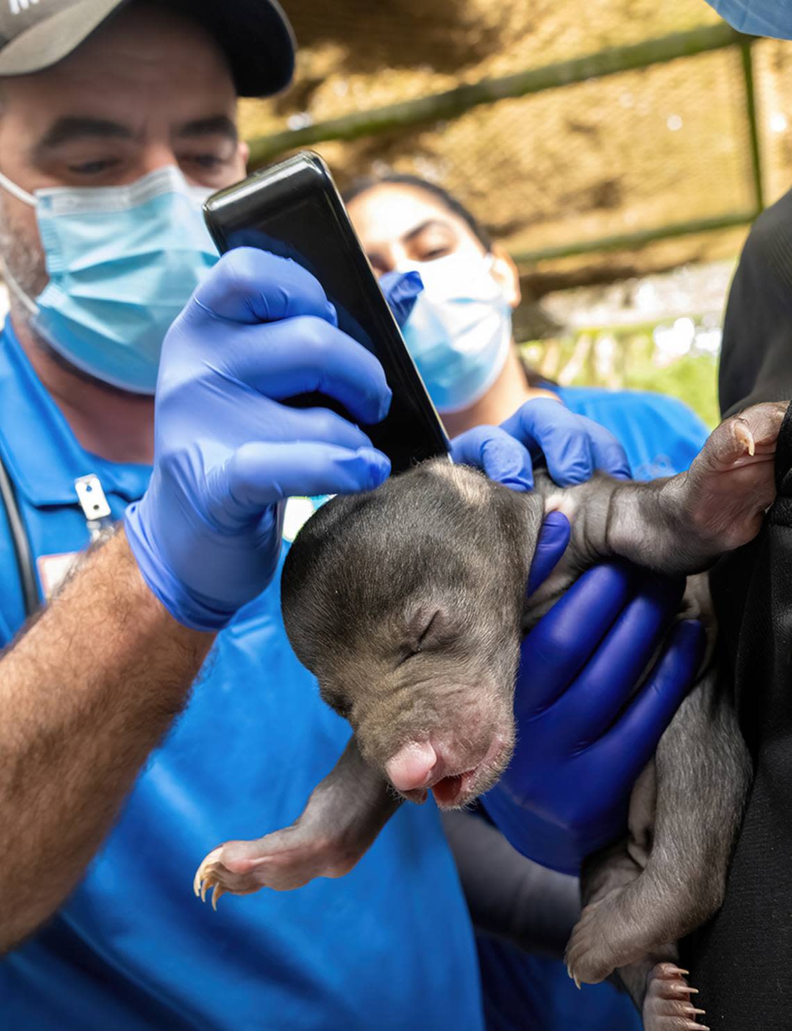 “Ooo, that’s cold. That tickles,” a newborn sloth cub seems to be complaining at its first neonatal exam one month after its Dec. 4, 2023, birth at Zoo Miami.