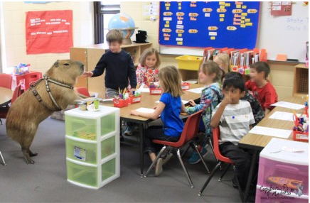 Capybaras and children should be closely supervised.