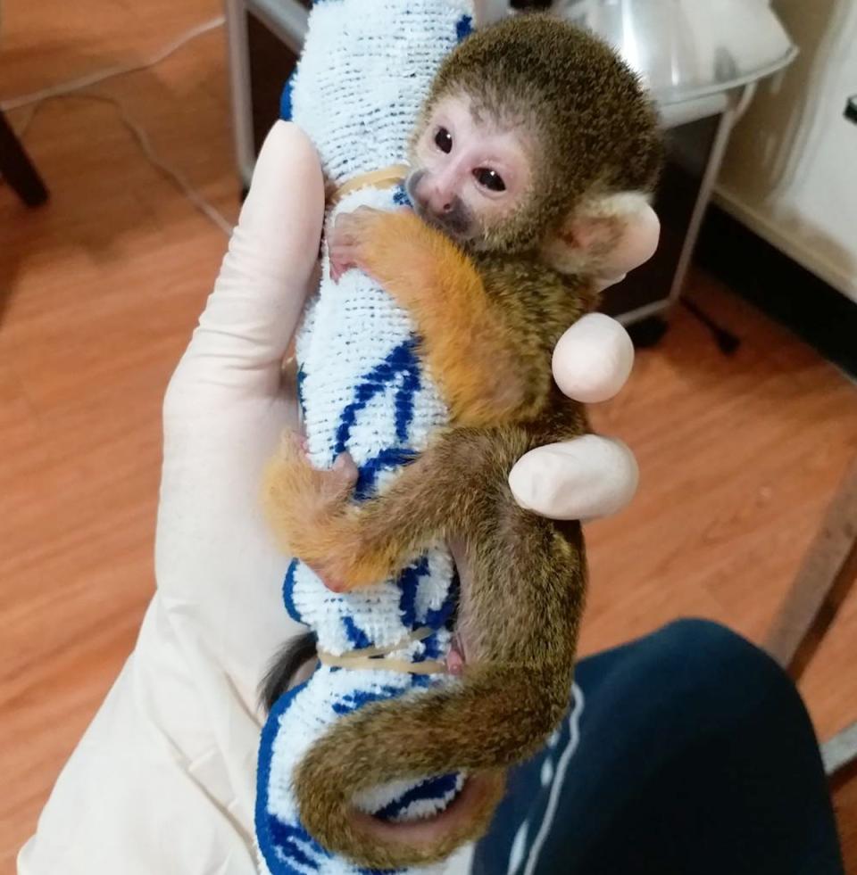 黑冠松鼠猴疑遭棄養在地上爬行  北市動物園啟動人工哺育。（動物園提供）