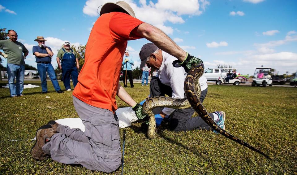 Lee Estelle, right, a resident of Citrus Park in Bonita Springs wrangles a burmese python during a training session on how to capture pythons in the wild on Thursday Jan. 9, 2020. The session is held by the Florida Fish and Wildlife Conservation Commission. Helping with the invasive snake is Tyson Dallas, a non-native fish and game wildlife biologist for the FWC. Several residents from the park are going on a hunt Friday to kick off the 2020 python bowl.  