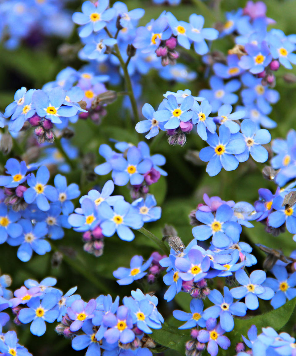 blue flowers of forget-me-nots in spring