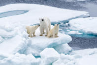 NUNAVUT, CANADA - SEPTEMBER: FILE PHOTO shows a mother polar bear and her two cubs traverse the ice in Nunavut, Canada. A POLAR BEAR waves hello as the world prepares to mark International Polar Bear Day. The fluffy white animals are pictured pawing the camera, peering onto a boat and nuzzling its mate. The carnivorous creatures, which call the Arctic Circle their hostile home, are at risk of losing their icy habitat thanks to global warming. International Polar Bear Day on February 27 encourages people to curb their carbon output. PHOTOGRAPH BY Justin Hofman / Barcroft Media (Photo credit should read Justin Hofman / Barcroft Media via Getty Images)