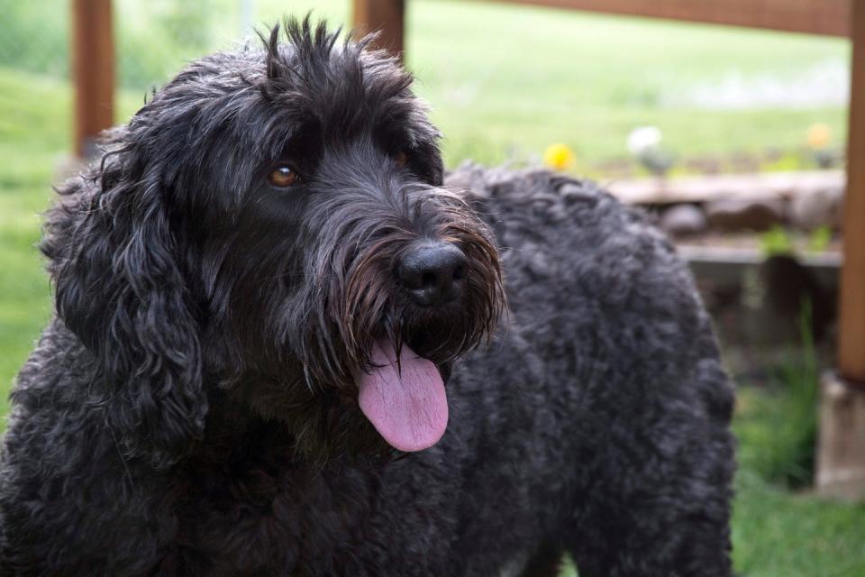 black russian terrier