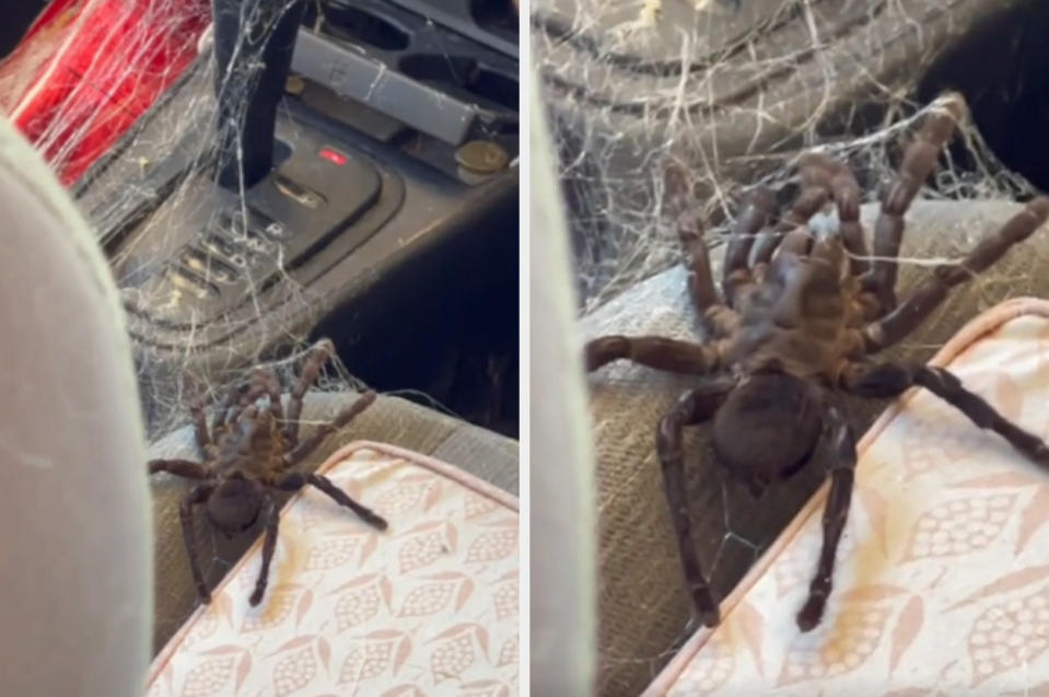 tarantula in the car with a huge web
