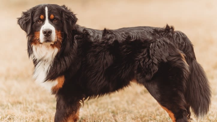 32 big dog breeds that make sensible pets