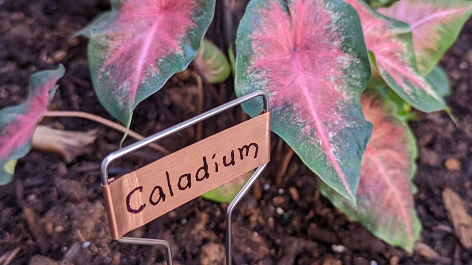 Plants in the Sensory Garden are marked with tags at Martin Library.