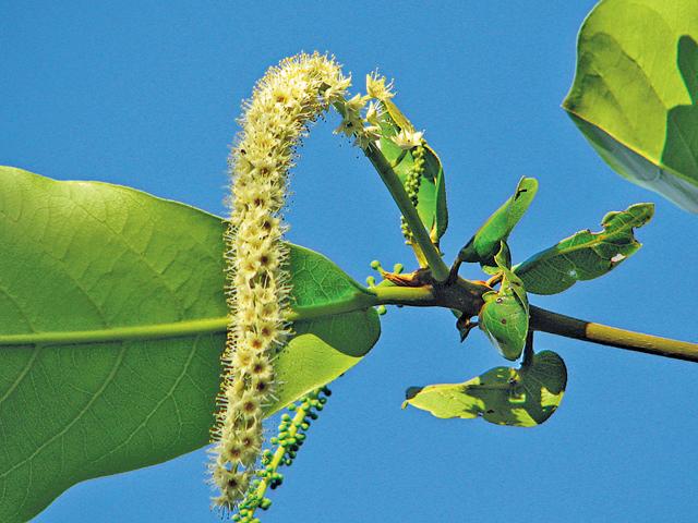 穗狀花序細小，上面是雄花，下面是雌花或兩性花。（黃潔玲攝）