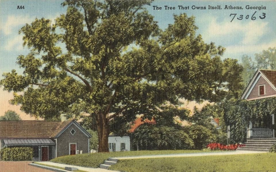 A postcard, probably from the '30s or '40s, of The Tree that Owns Itself, pre-tempest. The original 400-year-old Athens, Ga. landmark blew down in a storm in 1942, but dedicated efforts brought a replanted white oak to stand in its place.