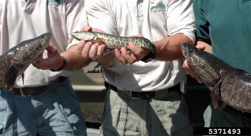 北方蛇頭魚外觀覆蓋有如蛇一般的鱗片。（圖／翻攝自NEW YORK INVASIVE SPECIES）