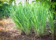 <p>Lemongrass is a tall, perennial grass that’s native to tropical and sub-tropical climates of Asia. It looks a lot like citronella grass, and also has similar mosquito-fighting properties, Pereira says.</p><p> One <a href="https://www.ncbi.nlm.nih.gov/pmc/articles/PMC3059459/" rel="nofollow noopener" target="_blank" data-ylk="slk:scientific literature review;elm:context_link;itc:0;sec:content-canvas" class="link ">scientific literature review</a> found that lemongrass oil offered up to 95% protection against certain types of mosquitoes for 2.5 hours, while another <a href="https://www.ncbi.nlm.nih.gov/pmc/articles/PMC3718533/" rel="nofollow noopener" target="_blank" data-ylk="slk:study;elm:context_link;itc:0;sec:content-canvas" class="link ">study</a> found the oil can deter stable flies in a lab setting. Keep in mind, though, that it was the <em>oil</em> that was studied—not the plant itself. But if you’d like to add a few to your yard to see if they help, it’s a great place to start.</p>