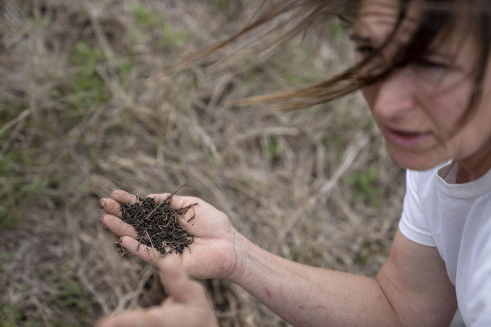 Meredith Ellis pulls up a handful of soil on her ranch in Rosston, Texas, Wednesday, April 19, 2023. Regenerative ranchers move cattle frequently. They’re kept in spaces where they can trample the grass and stimulate the soil and then move on, allowing the land to recover for weeks or months. The goal is to produce more grass that will generate deep roots to take carbon from the air and permanently store it underground. (AP Photo/David Goldman)