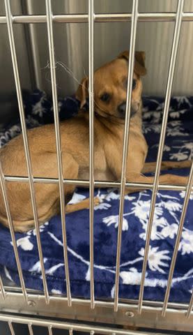 <p>Oklahoma Humane Society</p> Chihuahua let at the doors of the Oklahoma Humane Society's adoption center