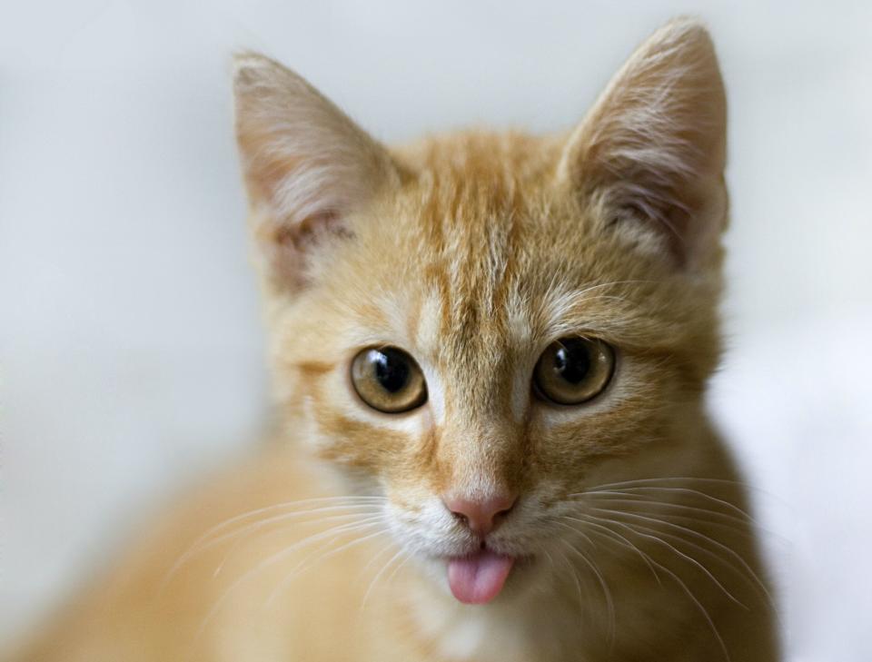 Whiskers, Fur, Purring, and Those Eyes