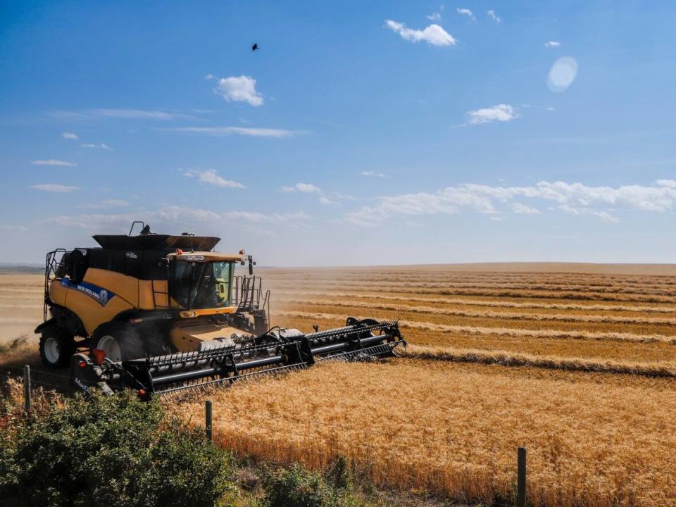 A wheat crop is harvested near Cremona, Alta., in September 2021. Alberta farmers are optimistic this year's yields will be much better than last season's.  (Jeff McIntosh/The Canadian Press - image credit)