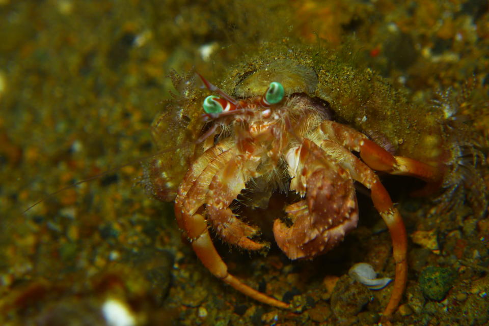 A Hermit Crab caries an empty shell on its body to protect its very vulnerable abdomen. The shell also protects the crab from predators, giving it a safe haven to retreat to when threatened. This picture was taken during night dive, which is the time Hermit Crabs go about looking for food.