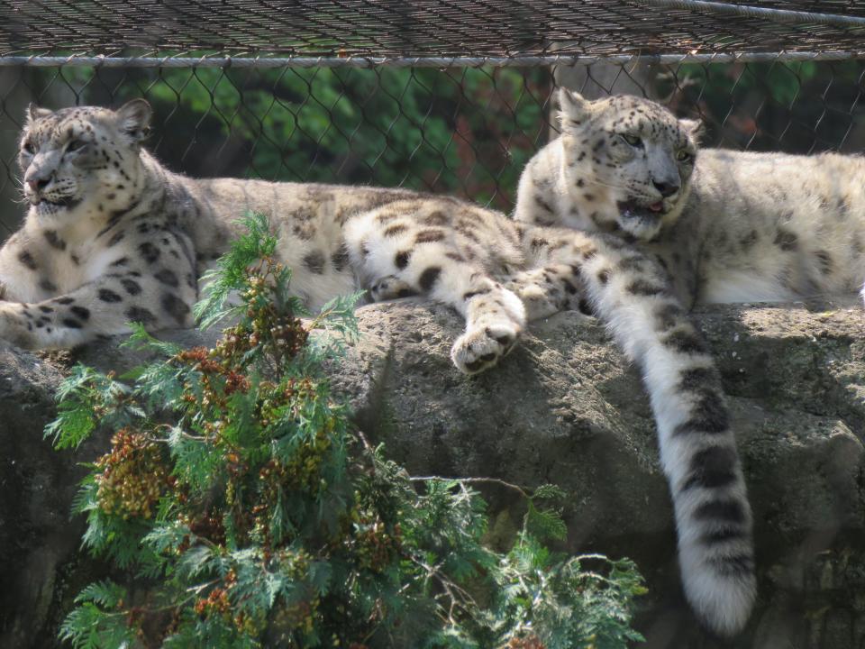 Two of the leopards at Essex County Turtle Back Zoo.