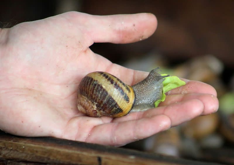 El productor de caracoles y fabricante de jabón francés Damien Desrocher alimenta a un caracol con una hoja de lechuga antes de extraer la baba que usa para hacer barras de jabón, Wahagnies