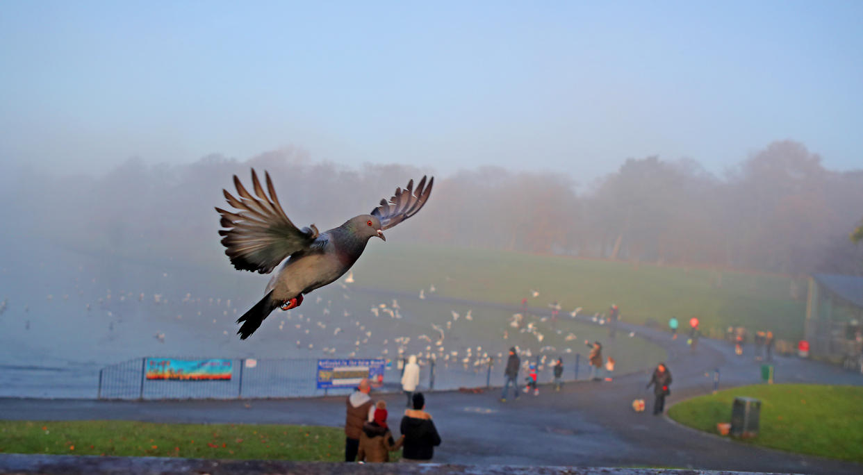 Pigeons fly above a mist covered lake in Sefton Park, Liverpool.