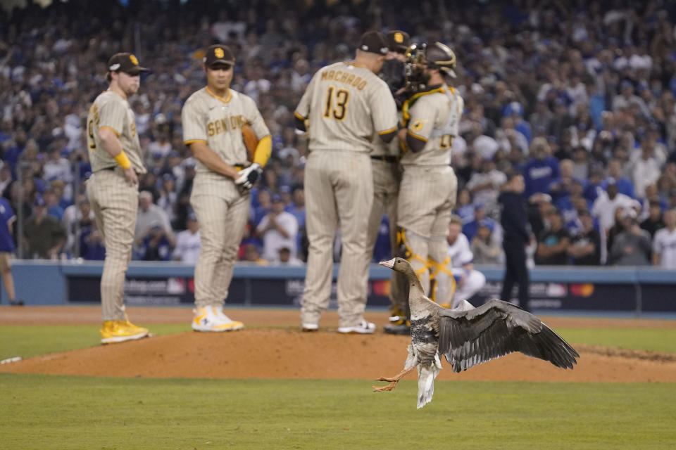 A goose lands in the infield during the eighth inning in Game 2 of a baseball NL Division Series between the Los Angeles Dodgers and the San Diego Padres, Wednesday, Oct. 12, 2022, in Los Angeles. (AP Photo/Mark J. Terrill)