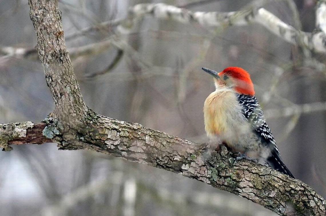 A red-bellied woodpecker rests on a branch of a dogwood tree after a winter storm near Knightdale, N.C. on Feb. 17, 2015. Aaron Moody/amoody@newsobserver.com