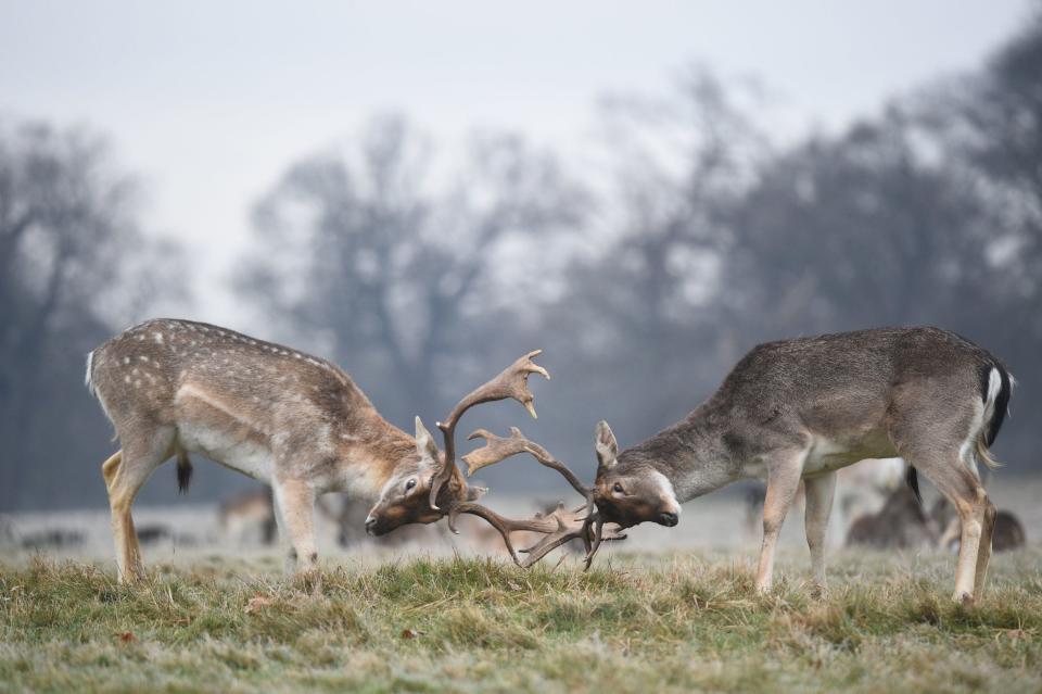 Deer in Richmond Park, south west London, as the cold weather continues (PA)