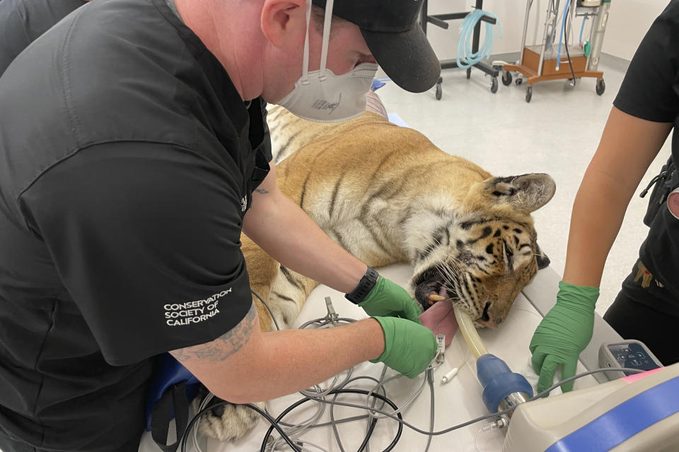 Lola the tiger gets examined by a veterinarian team before her dental procedure at the Oakland Zoo in Oakland, Calif., Thursday, July 14, 2022. (AP Photo/Haven Daley)
