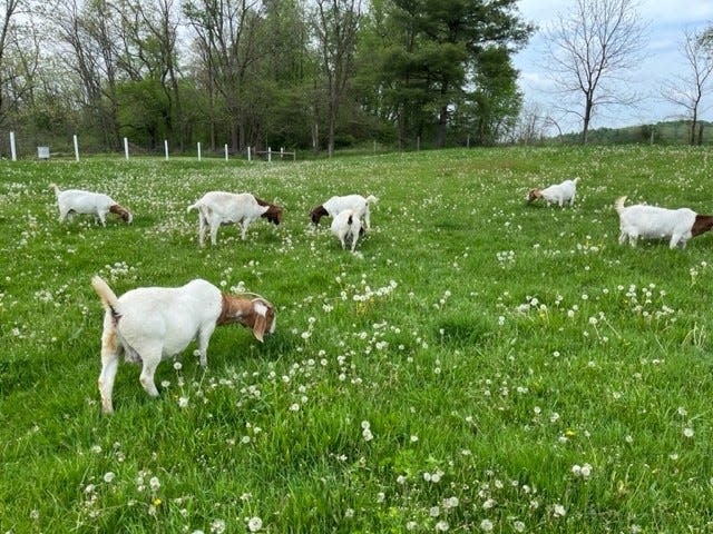 Many goats can suffer from copper deficiencies if the issue is not addressed.