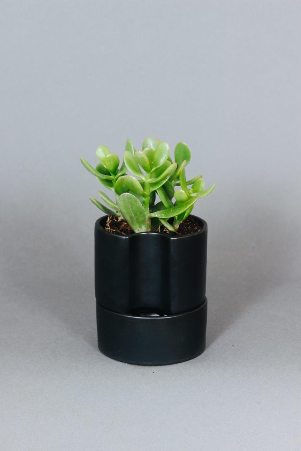 <p><a href="https://feelgrounded.com/products/jade-plant?variant=42258044551409" rel="nofollow noopener" target="_blank" data-ylk="slk:Shop Now;elm:context_link;itc:0;sec:content-canvas" class="link ">Shop Now</a></p><p>Jade Plant</p><p>$18.00</p><p>feelgrounded.com</p>