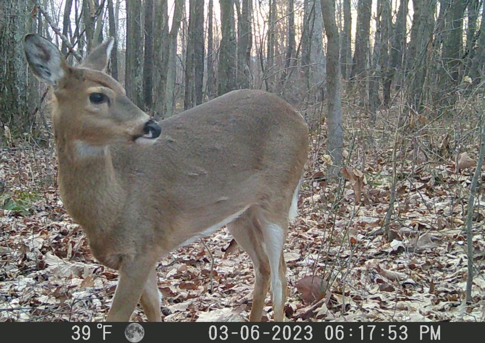 The Pennsylvania Game Commission reports hunters harvested 164,190 bucks and and 258,770 antlerless deer in the 2022-23 deer seasons. Here a doe walks near a trail camera March 6 in Somerset County.