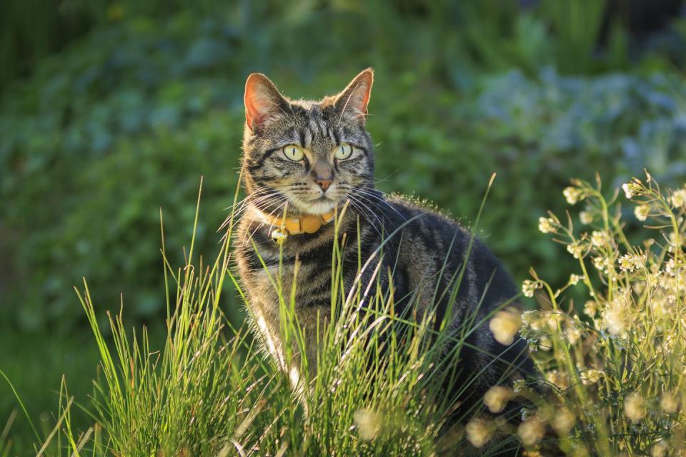 how to stop cats pooping in the garden