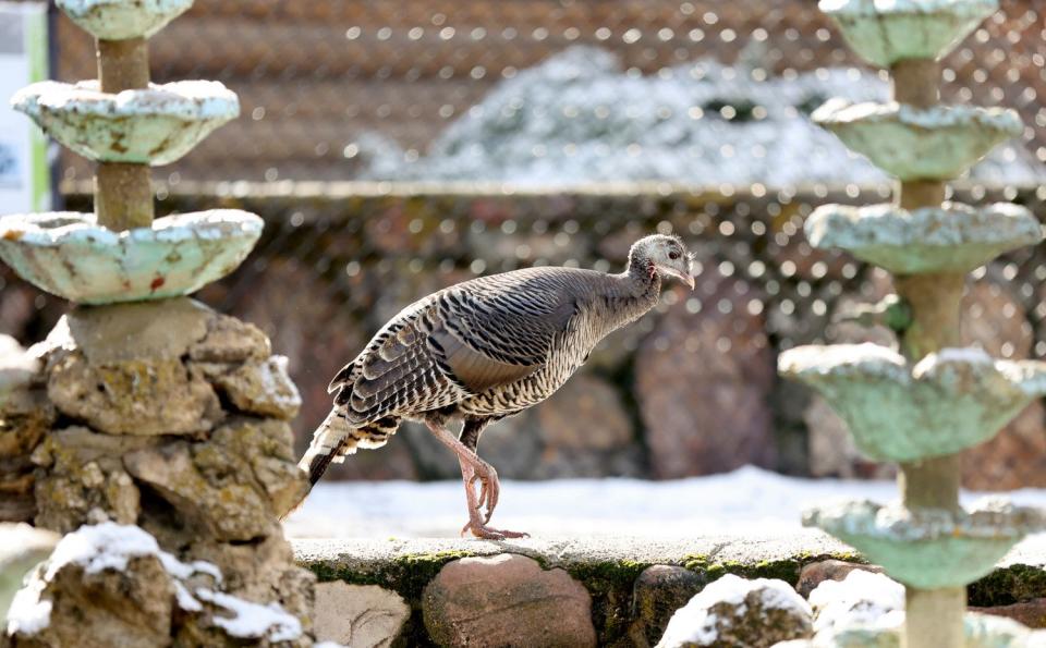 A wild turkey wanders around Allen Park in Salt Lake City on Tuesday.