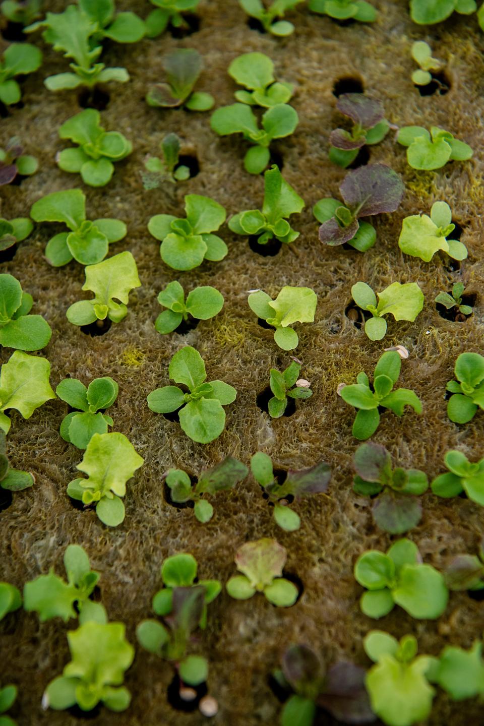 Lettuce grows in a greenhouse at the Biltmore Estate, September 13, 2023.