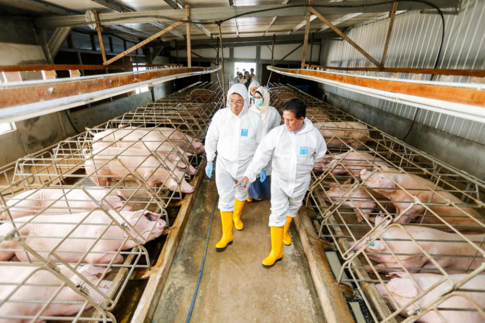 Deputy Minister of Agriculture and Agro-based Industry Sim Tze Tzin (left) with Department of Veterinary Services director-general Datuk Dr Quaza Nizamuddin Hassan Nizam during their visit to the KB Wong and Brothers Farm pig farm in Valdor, Sungai Bakap, June 24, 2019. — Picture by Sayuti Zainudin