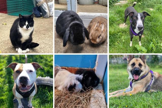Animal charity offers advice to families who want to get a pet