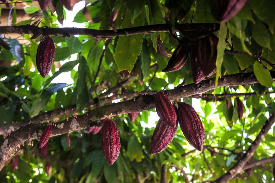 Cocoa plants are struggling as the climate warms up. Photo: Getty