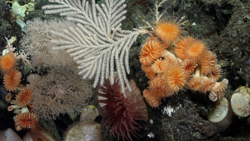 Corals imaged by ROV SuBastian on the northern side of Isabela Island.