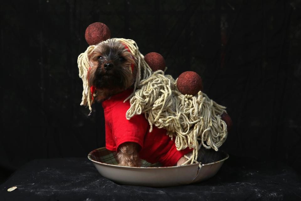 NEW YORK, NY - OCTOBER 20: Yorkshire terrier Baxter poses as spaghetti and meatballs at the Tompkins Square Halloween Dog Parade on October 20, 2012 in New York City. Hundreds of dog owners festooned their pets for the annual event, the largest of its kind in the United States. (Photo by John Moore/Getty Images)