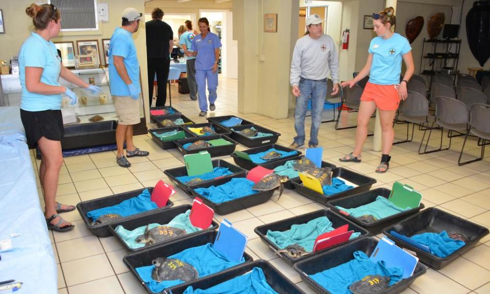 Staff members at the Turtle Hospital in the Florida Keys tend to some of a group of 32 cold-stunned Kemp’s ridley sea turtles rescued off Cape Cod, Massachusetts. They will be released in the warmer waters off Florida once they are healthy.