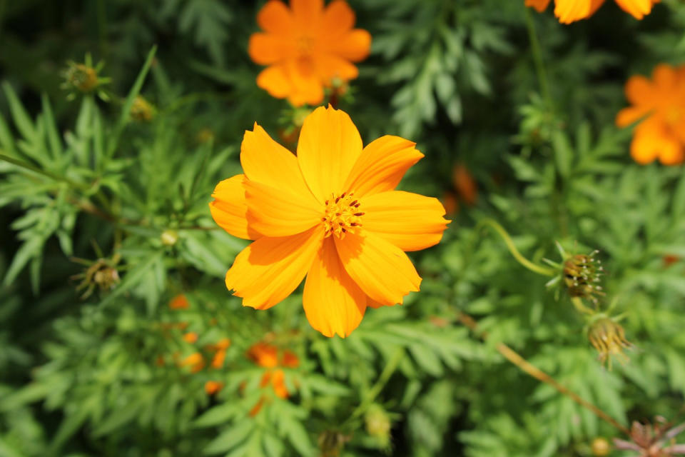 (Photo Credit: Degon@pixabay.com, License CC0，圖片來源：https://pixabay.com/zh/photos/yellow-cosmos-flower-yellow-orange-1945176/)